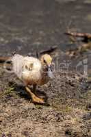 Adolescent juvenile muscovoy duckling Cairina moschata before fe