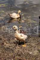 Adolescent juvenile muscovoy duckling Cairina moschata before fe