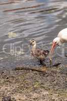 Adolescent juvenile muscovoy duckling Cairina moschata before fe