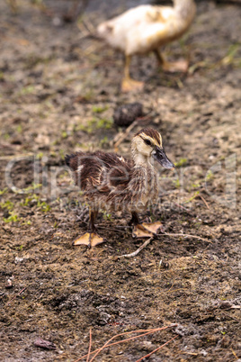 Adolescent juvenile muscovoy duckling Cairina moschata before fe