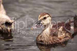 Adolescent juvenile muscovoy duckling Cairina moschata before fe