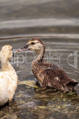 Adolescent juvenile muscovoy duckling Cairina moschata before fe