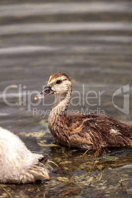 Adolescent juvenile muscovoy duckling Cairina moschata before fe