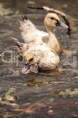 Adolescent juvenile muscovoy duckling Cairina moschata before fe