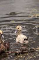 Adolescent juvenile muscovoy duckling Cairina moschata before fe