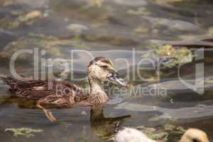 Adolescent juvenile muscovoy duckling Cairina moschata before fe