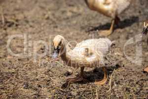 Adolescent juvenile muscovoy duckling Cairina moschata before fe