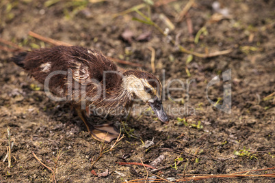 Adolescent juvenile muscovoy duckling Cairina moschata before fe