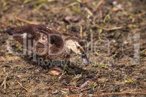 Adolescent juvenile muscovoy duckling Cairina moschata before fe