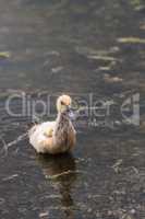 Adolescent juvenile muscovoy duckling Cairina moschata before fe