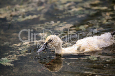 Adolescent juvenile muscovoy duckling Cairina moschata before fe