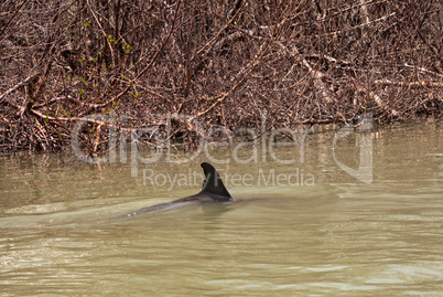 Bottlenose dolphin Tursiops truncatus swims along the shoreline