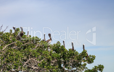 Brown pelican Pelecanus occidentalis flock perch in nests in a m