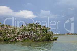 Brown pelican Pelecanus occidentalis flock perch in nests in a m