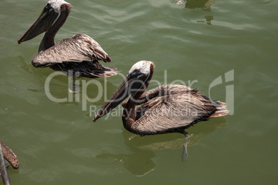 Florida Brown pelican Pelecanus occidentalis in a marina