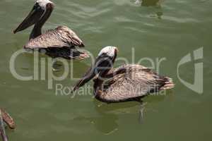 Florida Brown pelican Pelecanus occidentalis in a marina