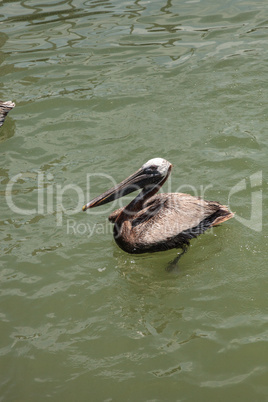 Florida Brown pelican Pelecanus occidentalis in a marina
