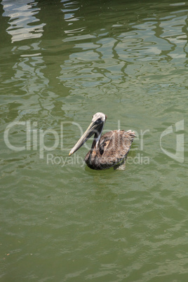 Florida Brown pelican Pelecanus occidentalis in a marina