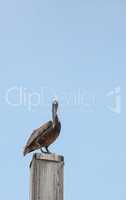 Florida Brown pelican Pelecanus occidentalis in a marina