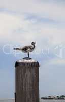 Young laughing gull Leucophaeus atricilla on a post in the marin