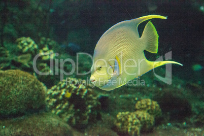 Bermuda blue angelfish Holacanthus bermudensis