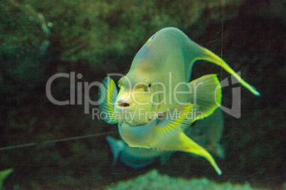 Bermuda blue angelfish Holacanthus bermudensis