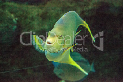 Bermuda blue angelfish Holacanthus bermudensis