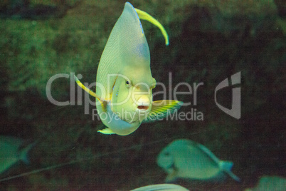 Bermuda blue angelfish Holacanthus bermudensis