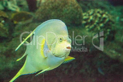 Bermuda blue angelfish Holacanthus bermudensis