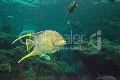 Bermuda blue angelfish Holacanthus bermudensis