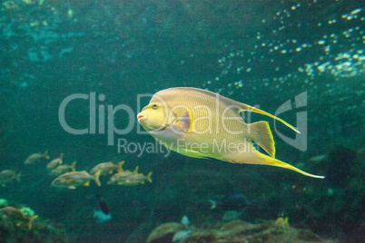 Bermuda blue angelfish Holacanthus bermudensis