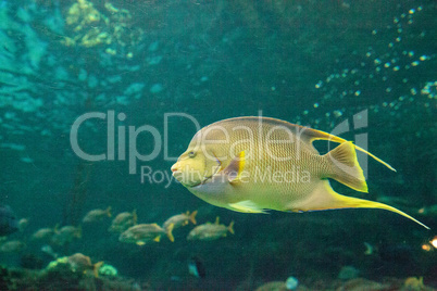 Bermuda blue angelfish Holacanthus bermudensis