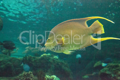 Bermuda blue angelfish Holacanthus bermudensis