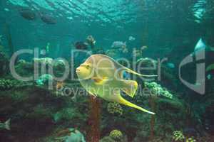 Bermuda blue angelfish Holacanthus bermudensis