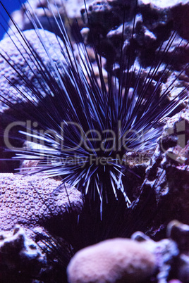 Black sea urchin also called lime urchin Diadema antillarum