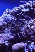 Black sea urchin also called lime urchin Diadema antillarum