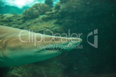 Blacktip shark Carcharhinus limbatus swims