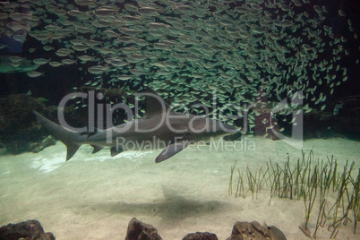 Blacktip shark Carcharhinus limbatus swims