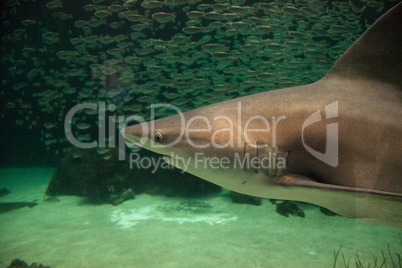 Blacktip shark Carcharhinus limbatus swims