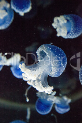 Blue colored Australian spotted jellyfish Phyllorhiza punctata