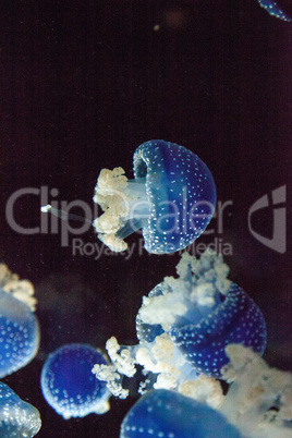 Blue colored Australian spotted jellyfish Phyllorhiza punctata