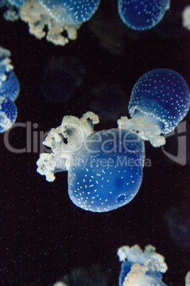 Blue colored Australian spotted jellyfish Phyllorhiza punctata