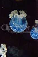 Blue colored Australian spotted jellyfish Phyllorhiza punctata
