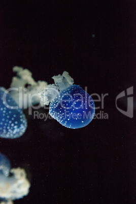 Blue colored Australian spotted jellyfish Phyllorhiza punctata