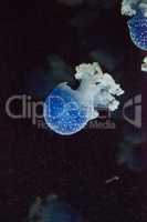 Blue colored Australian spotted jellyfish Phyllorhiza punctata