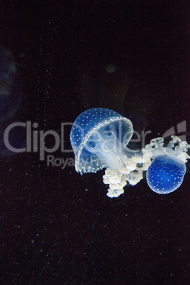 Blue colored Australian spotted jellyfish Phyllorhiza punctata