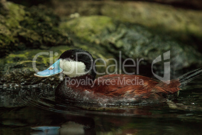 Ruddy duck Oxyura jamaicensis with a blue bill