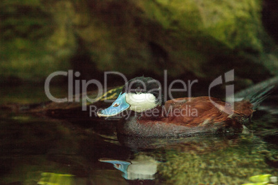 Ruddy duck Oxyura jamaicensis with a blue bill