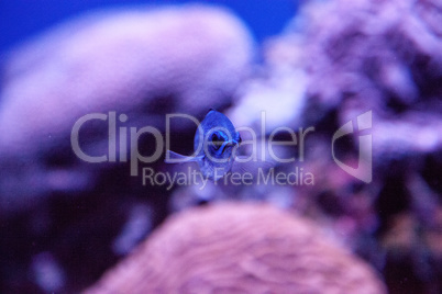 Blue reef chromis damselfish Chromis cyaneus