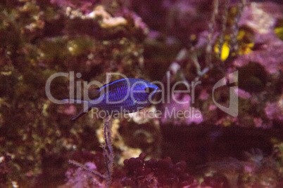 Blue reef chromis damselfish Chromis cyaneus